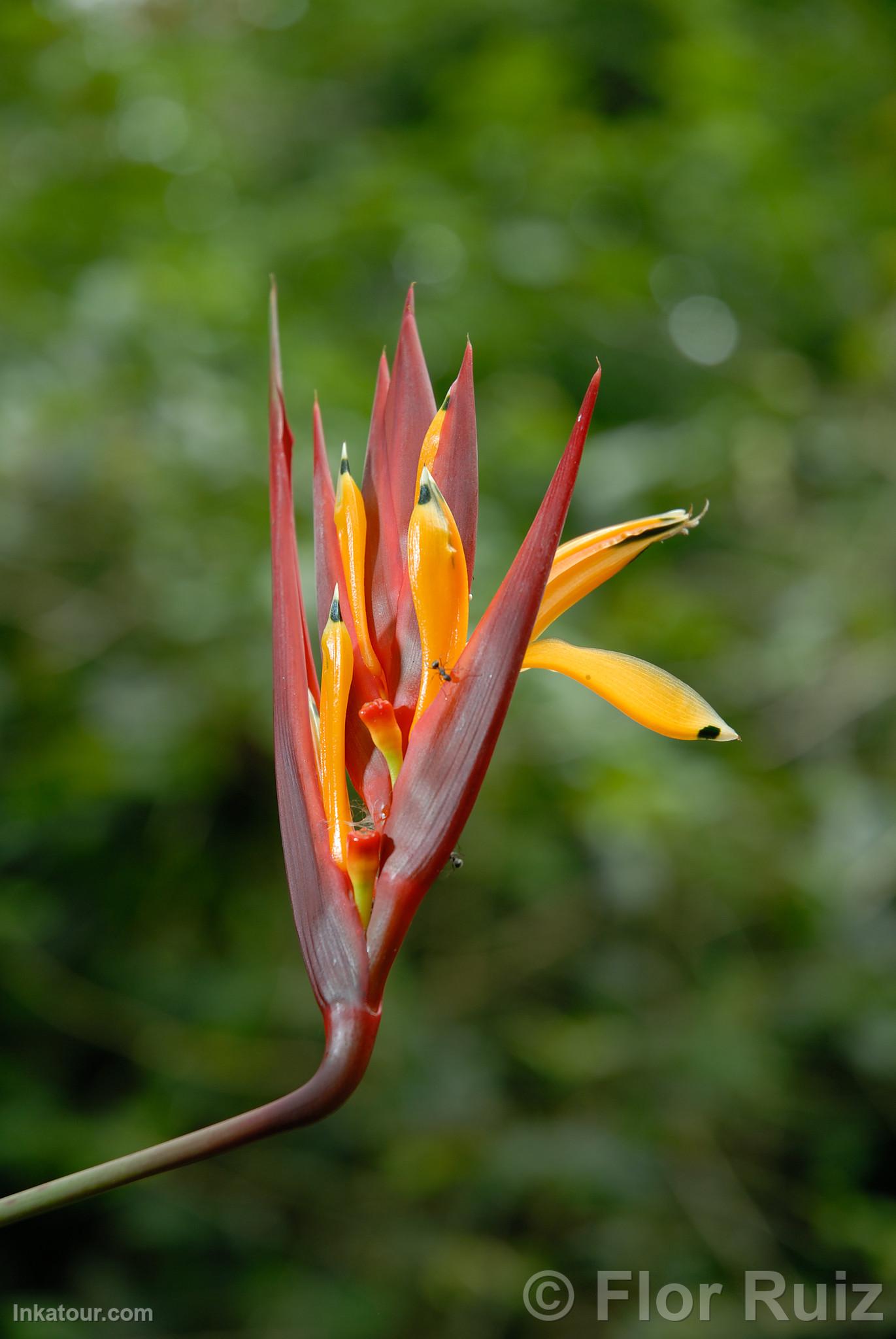 Orchid