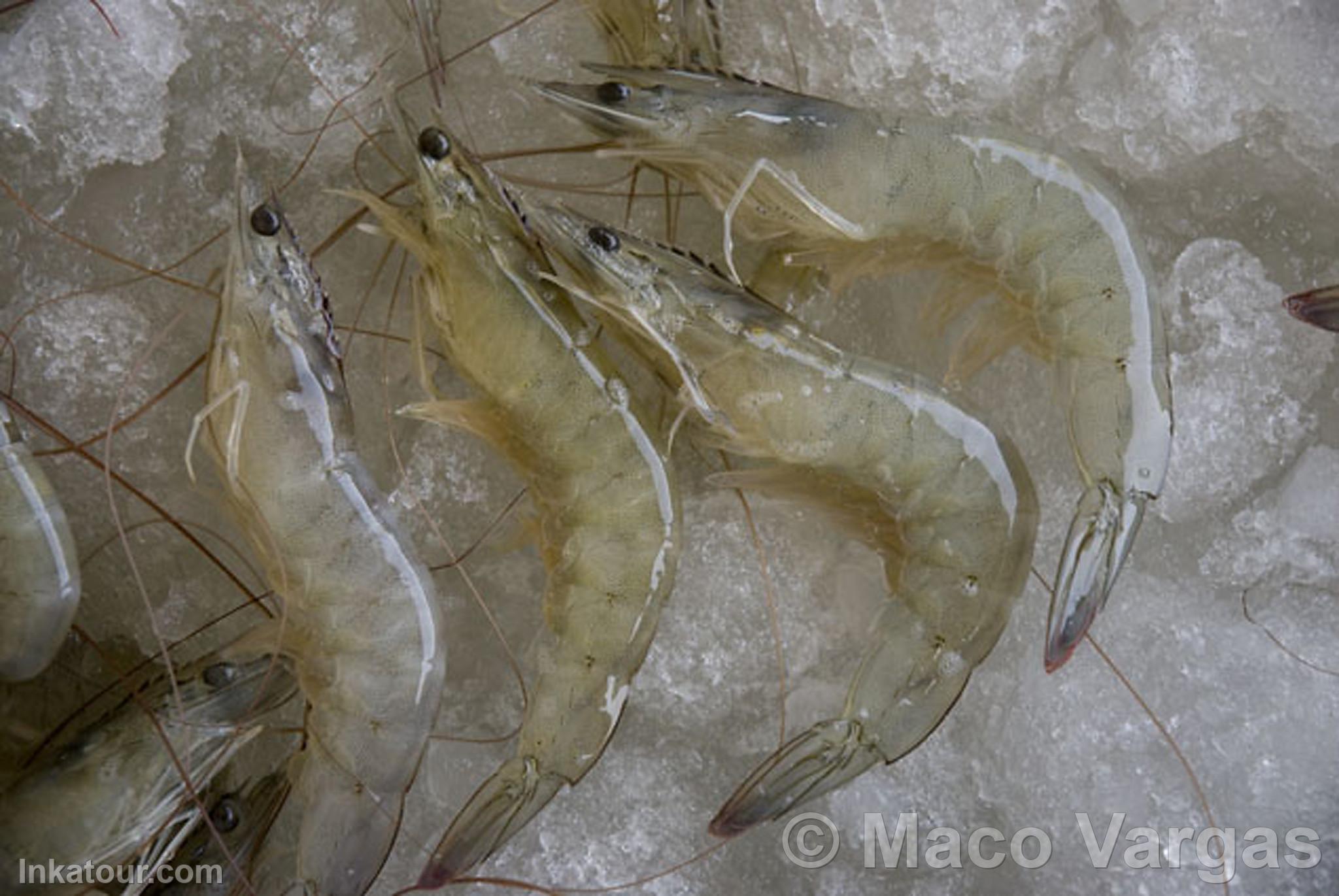Prawn