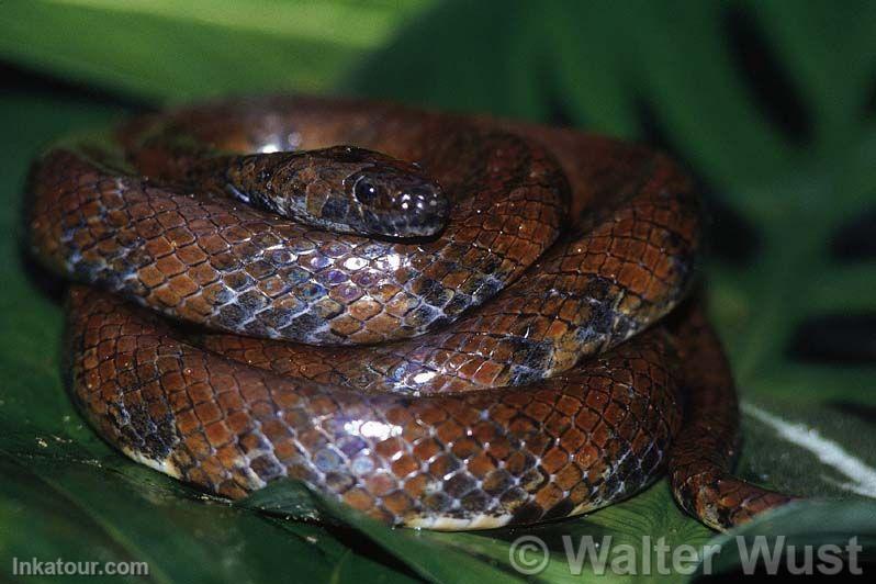 Snake