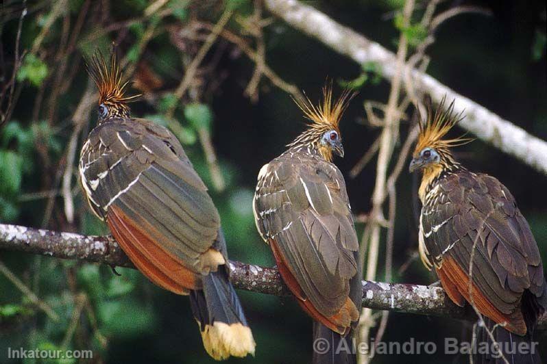 Hoatzin