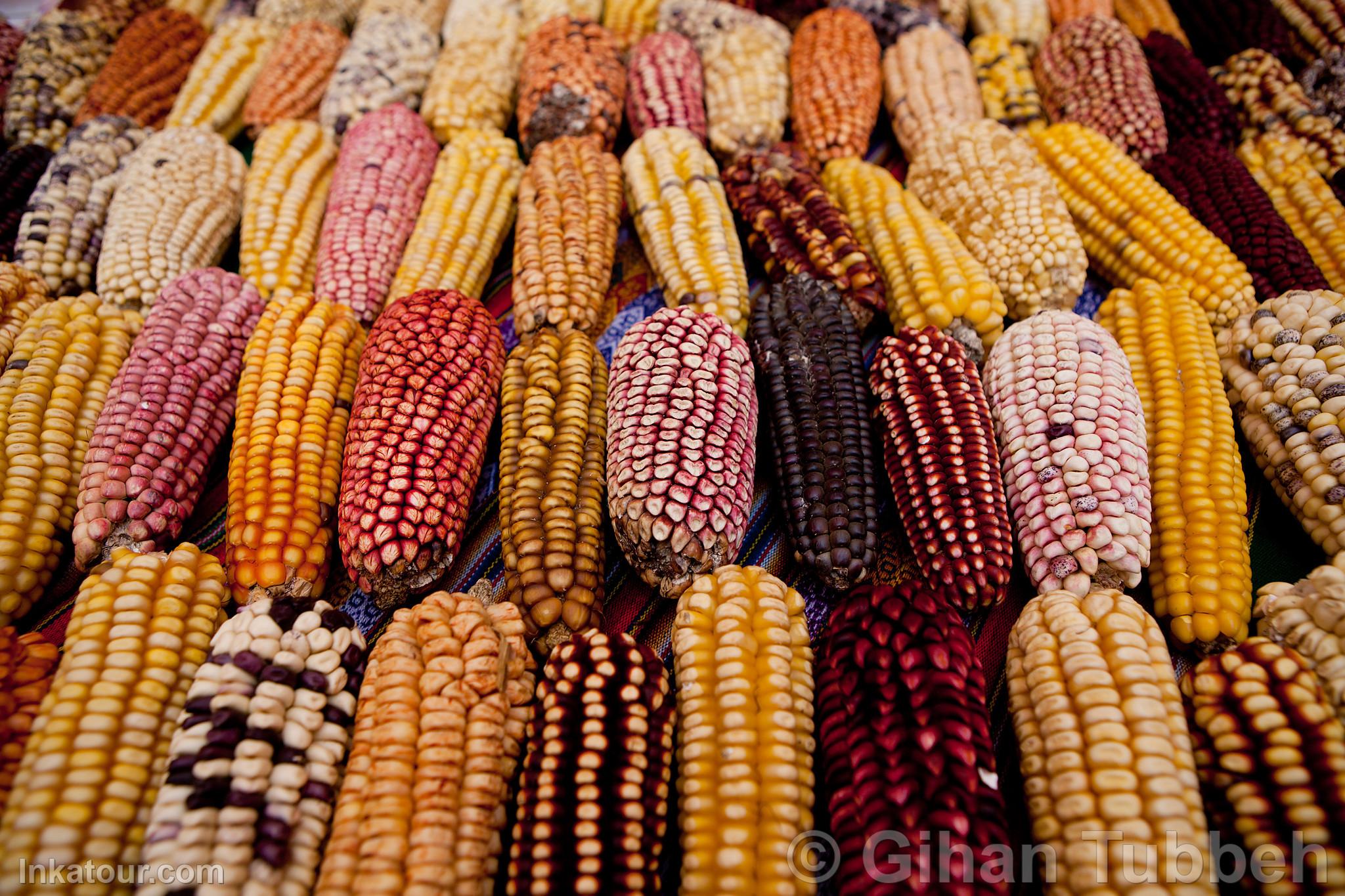 Varieties of Corn