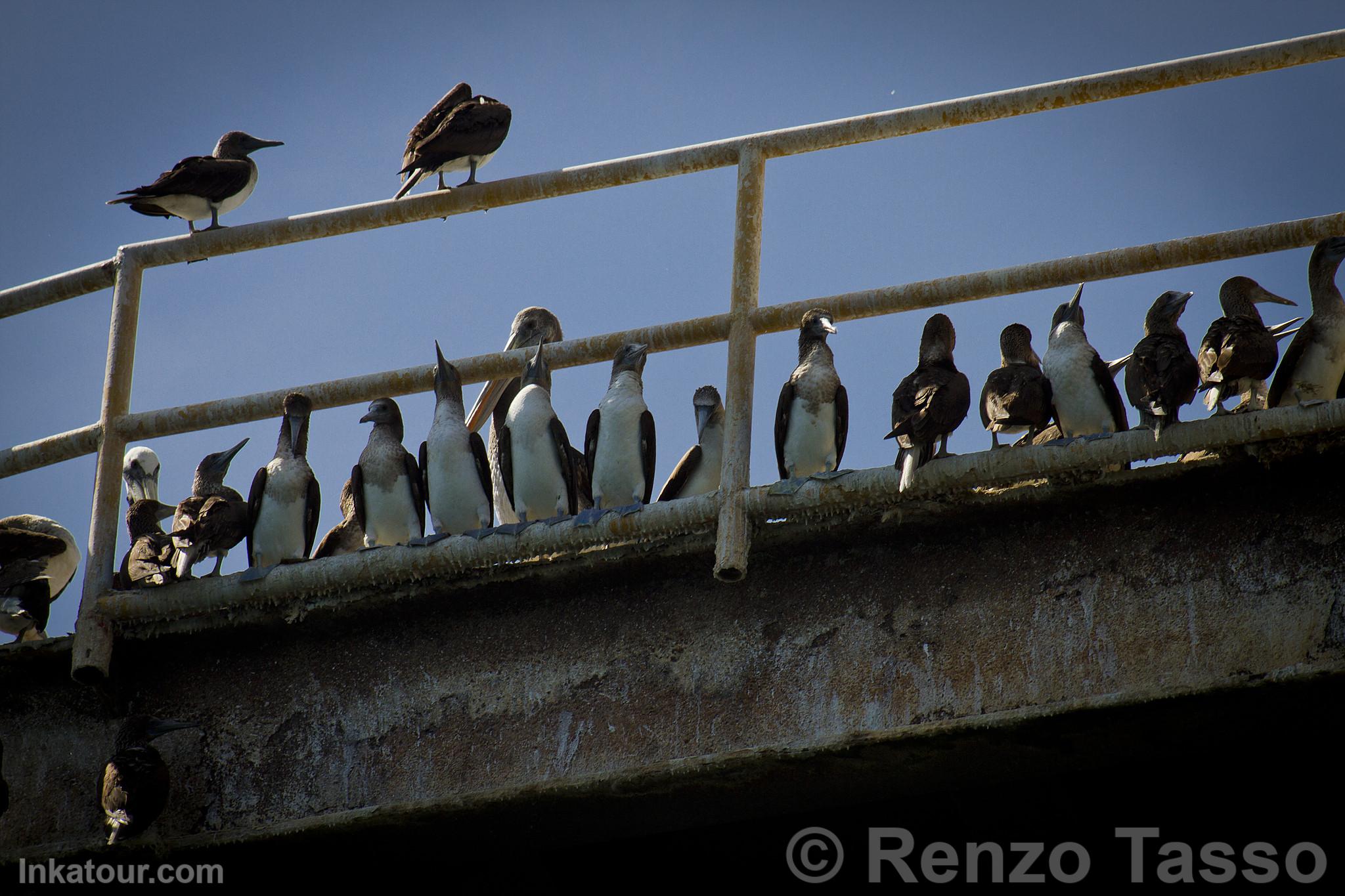 Seabirds