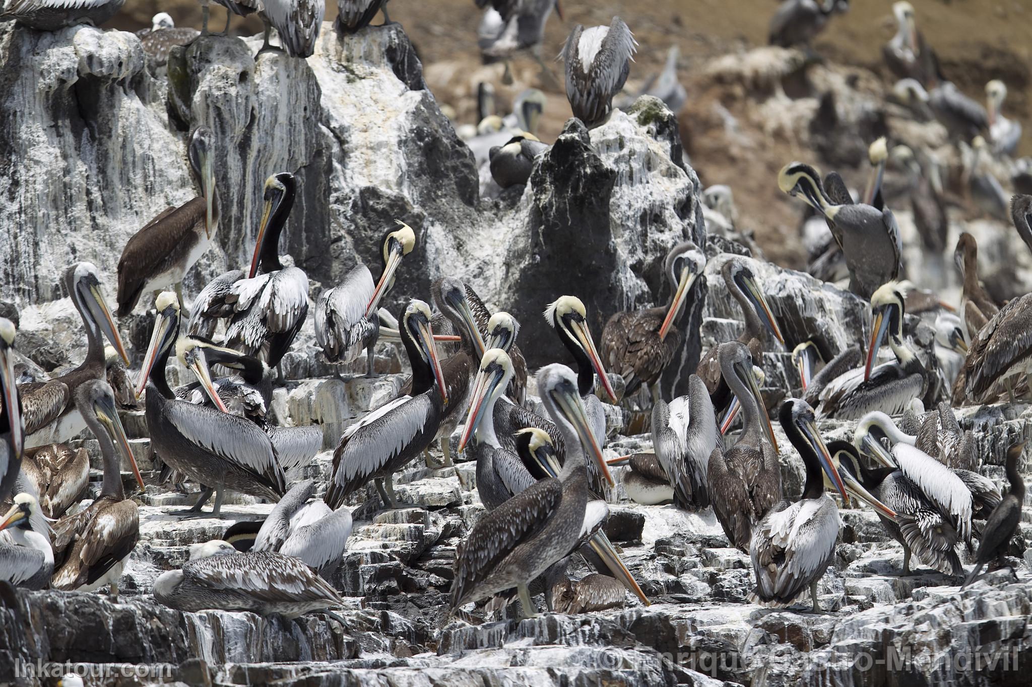 Pelicans on Asia Island