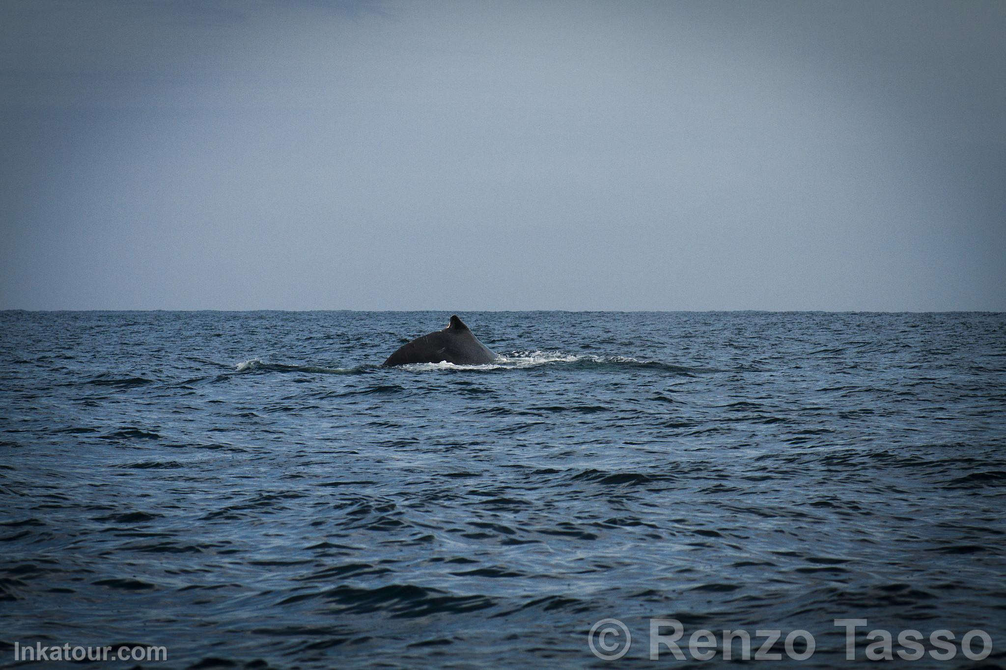 Whale Watching
