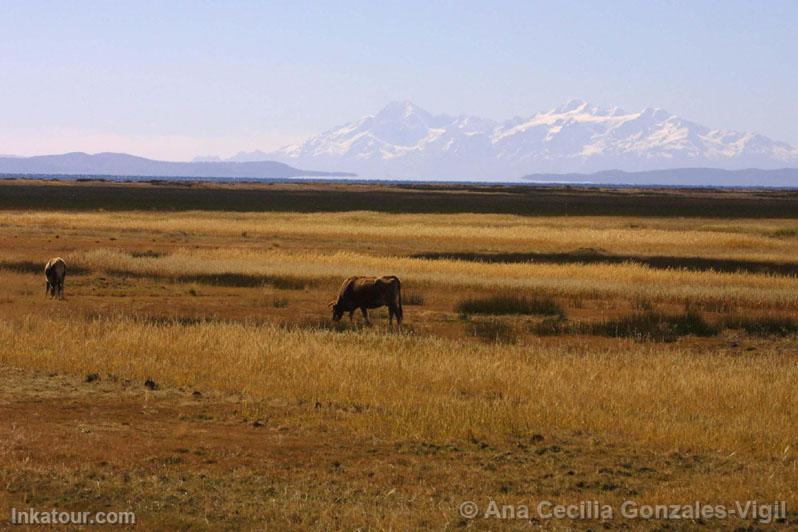 Puno landscape