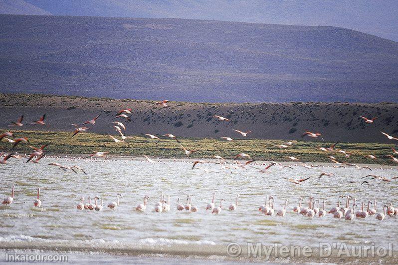 Flamingos in Lariscota lagoon