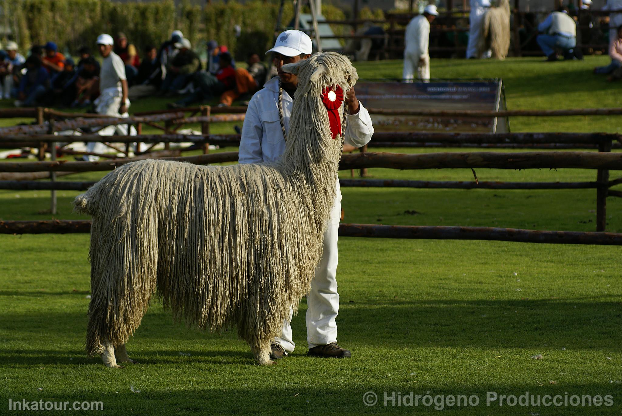Alpaca Exhibition