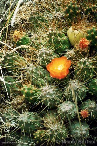 Cactus on the way to Canta