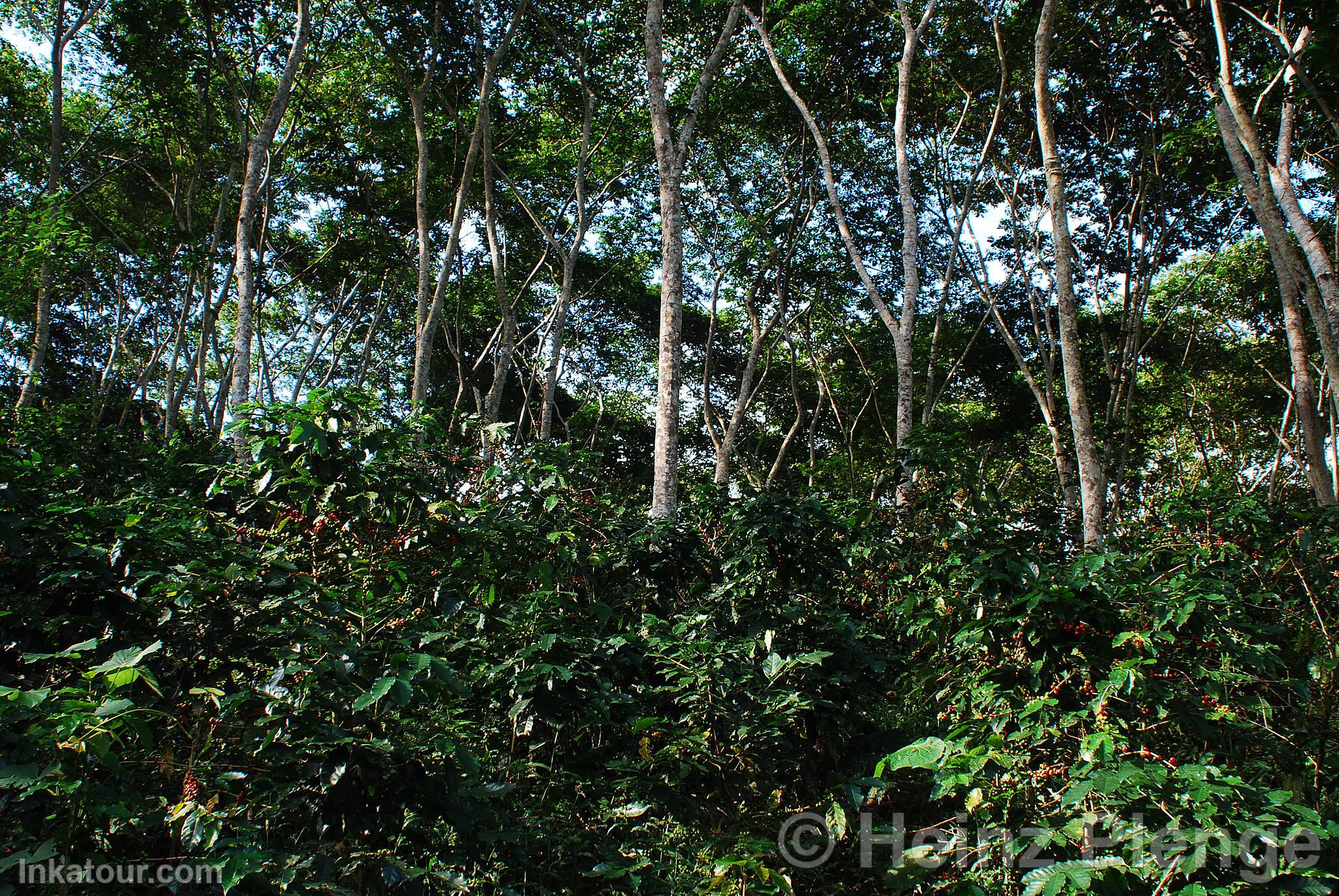 Shade-Grown Coffee Cultivation