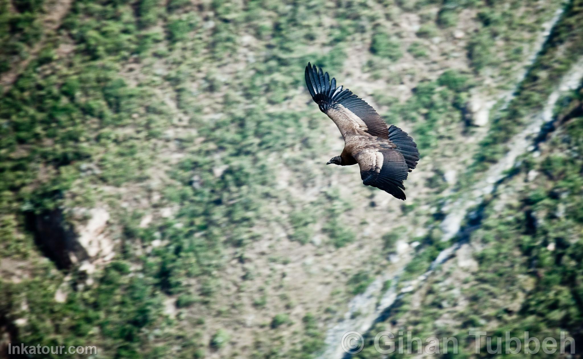 Andean Condor