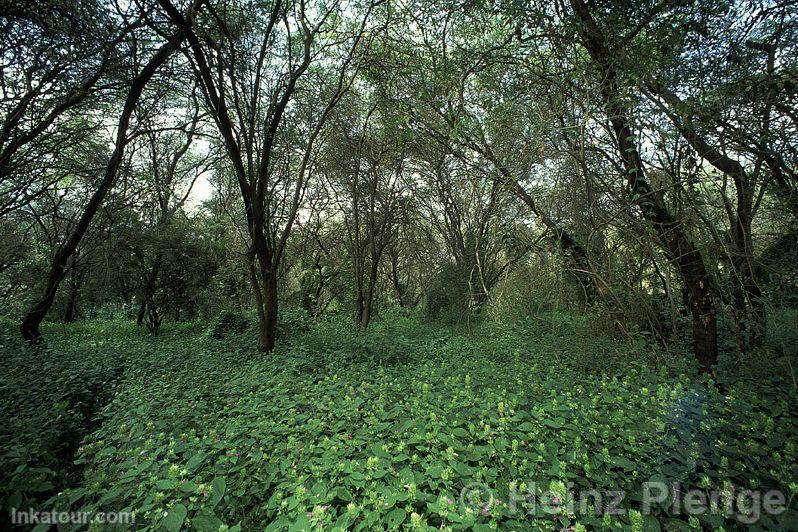 El Angolo Hunting Reserve, Sullana