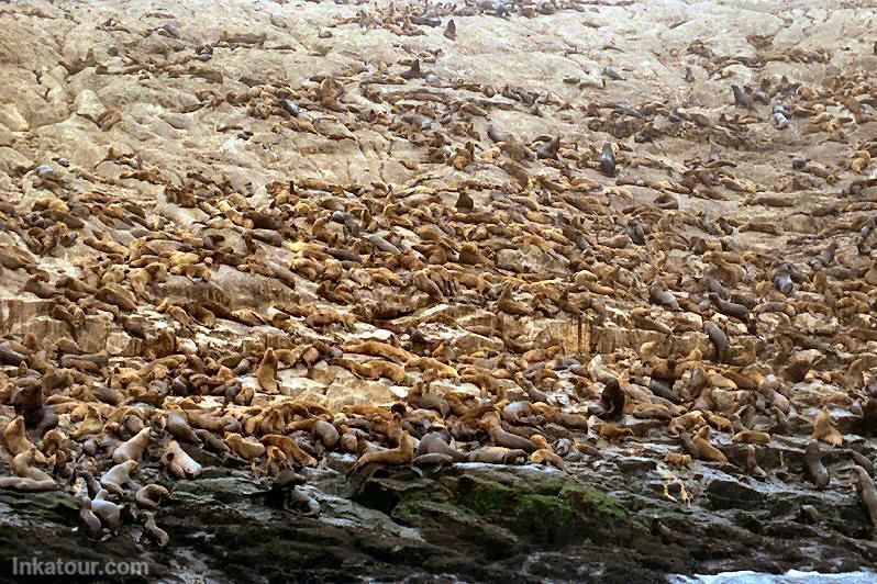 Sea Lions, Callao