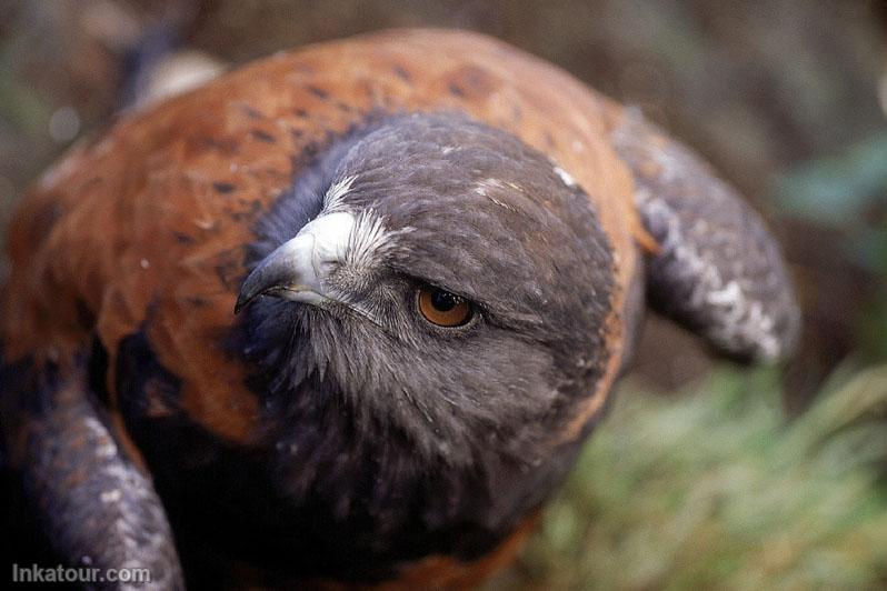 Cinnamon-colored hawk (parabuteo unicinctus)