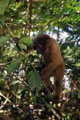 Choro monkey