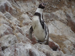 Ballestas Islands, Paracas