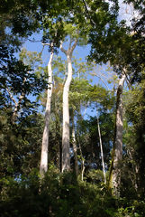Tingana Reserve