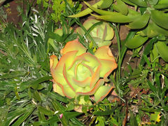 Cactus Flower, Pisac