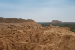 Pmac Forest