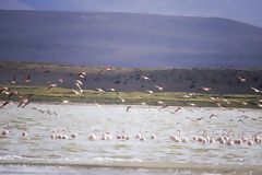 Flamingos in Lariscota lagoon