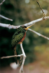 Yellow-Billed Jacamar in Alto Nanay