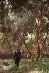 Olive Trees, Moquegua
