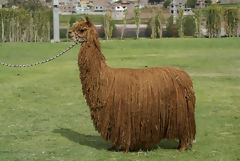 Alpaca Exhibition