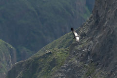 Condor in Colca
