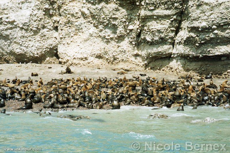 Community of sea dogs in Paracas