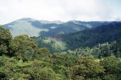 High Forest, Tingo Mara