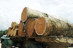 Lumber extraction, Iquitos