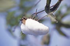 The cotton in Piura