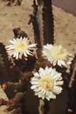 Flowers in cactus
