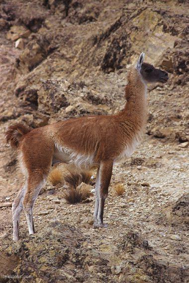 Photo of Peru