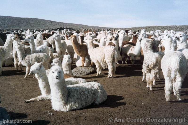 Photo of Peru