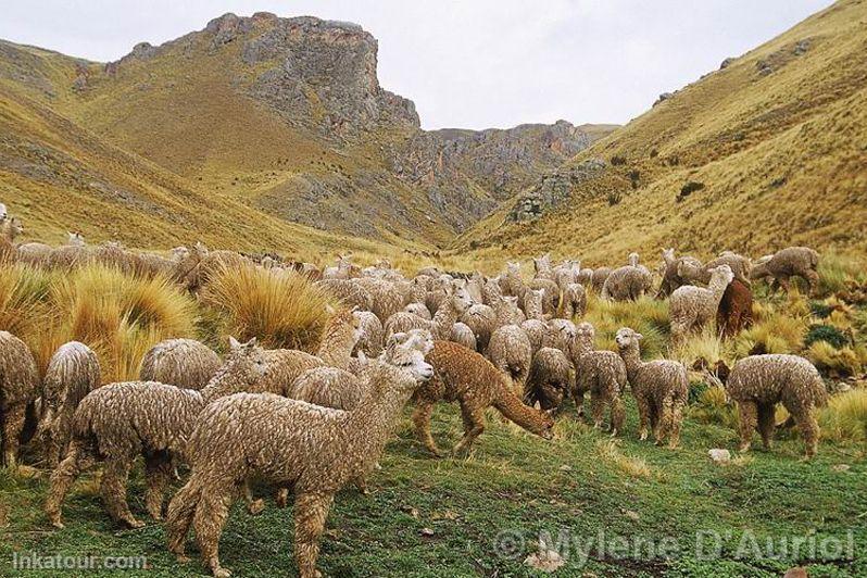 Photo of Peru