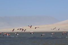 Paracas