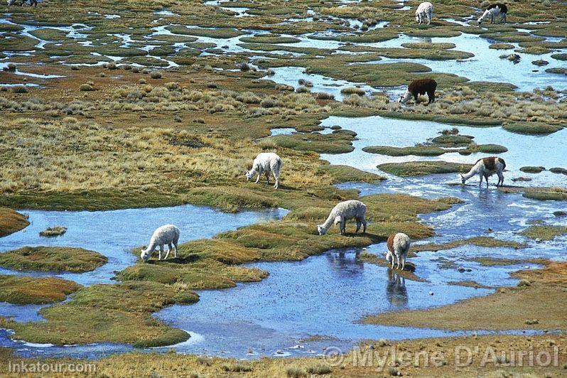 Photo of Peru