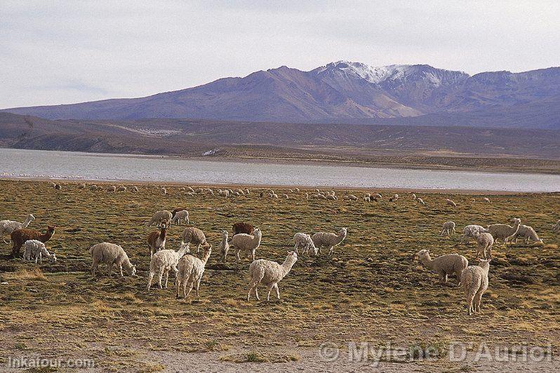 Photo of Peru