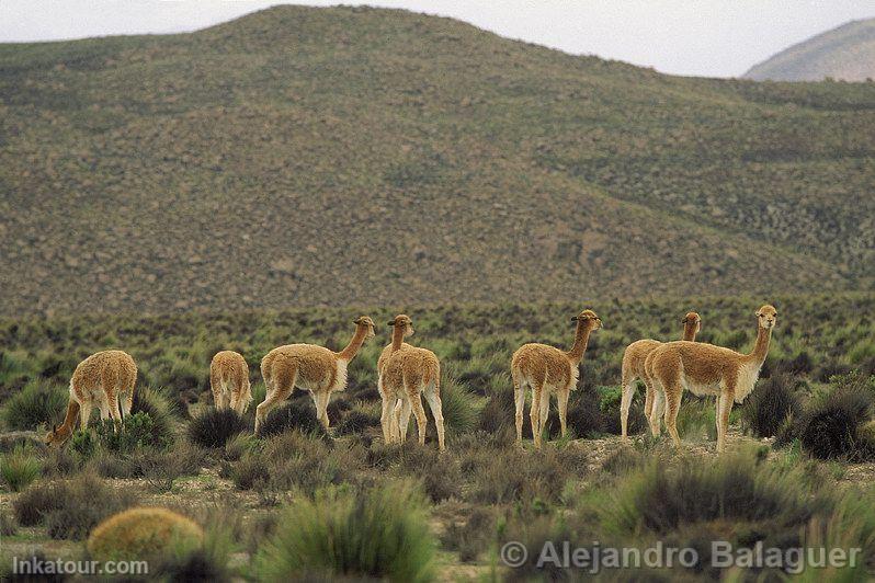 Photo of Peru