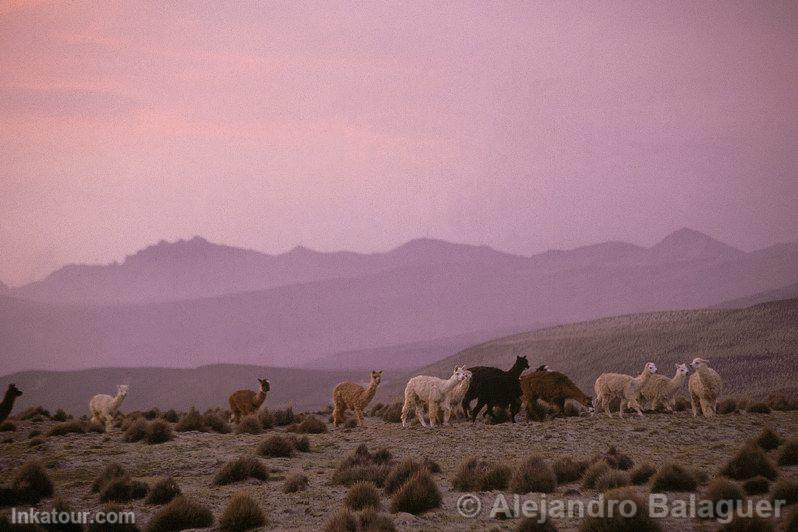 Photo of Peru