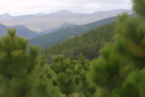 Pines in Porcón