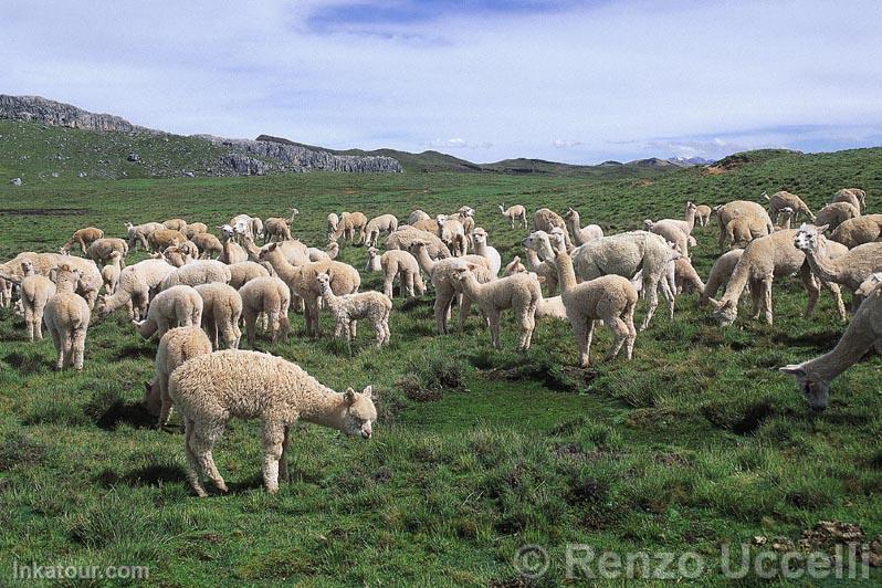 Photo of Peru