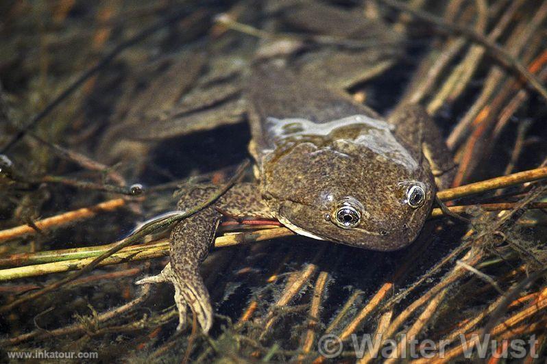 Frog of the Junín Lake