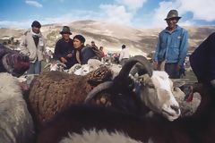 Cattle activity