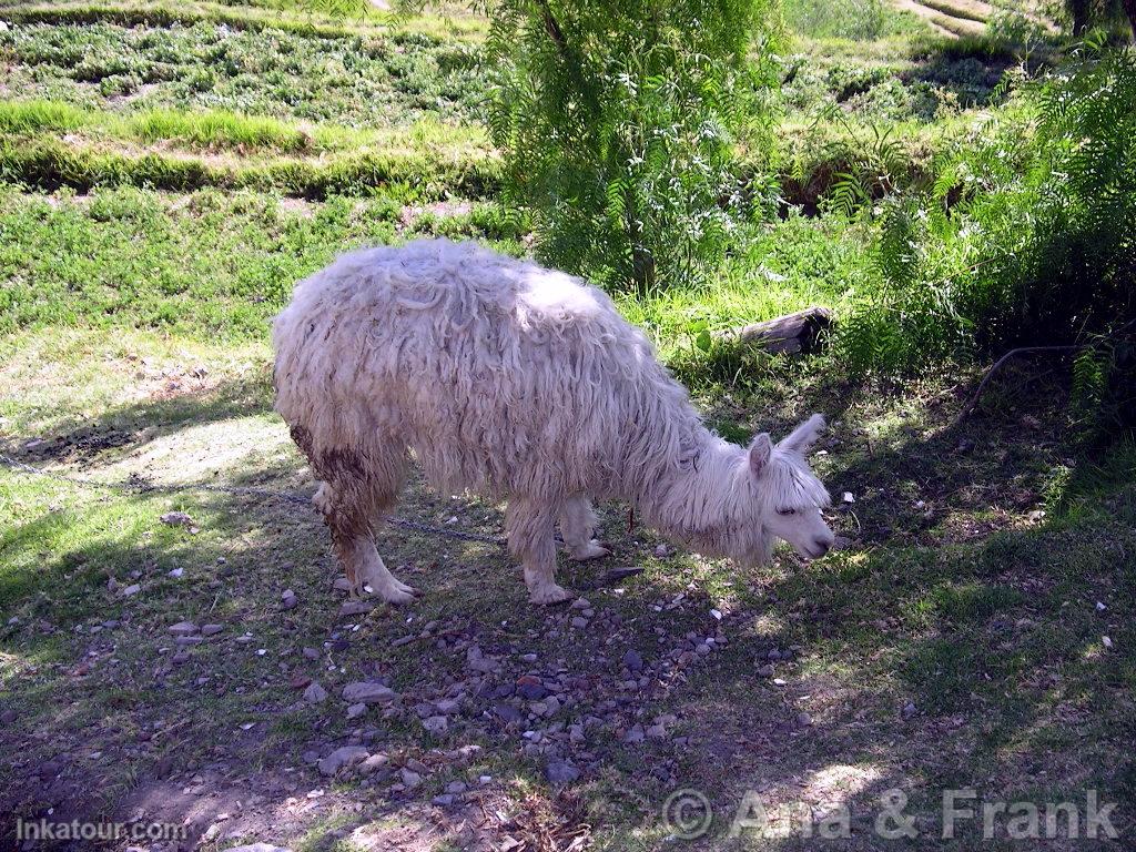 Photo of Peru