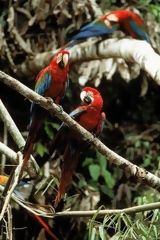 Macaws