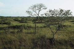 Pampas del Heath