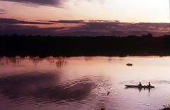 Low forest, Iquitos