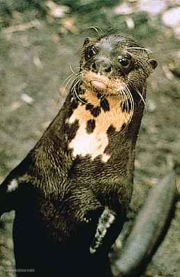 Giant otter of river, Manu