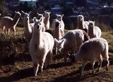 Llamas and alpacas, Cuzco